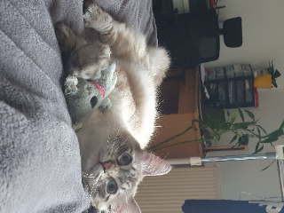 Sultan