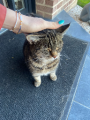 Cachou