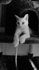 Satine
