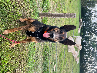 Chase