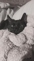 Salem