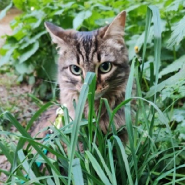 Lila