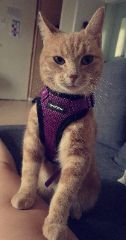 Pikka