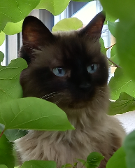 Chouchou