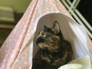 Cali
