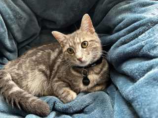Snooky