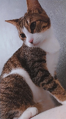 Neville