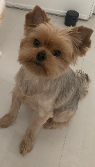 Molly
