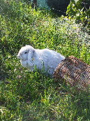 Cachou