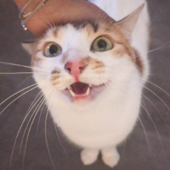 Massilia Purrito