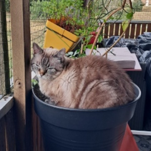Mimie