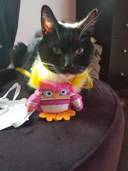 Catrol