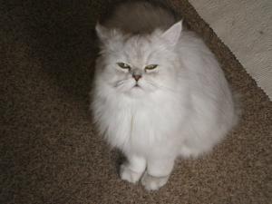 Duchesse