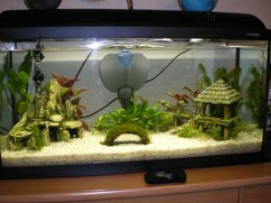 Aquarium de 100l