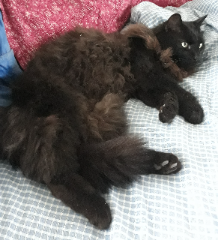 Pedro