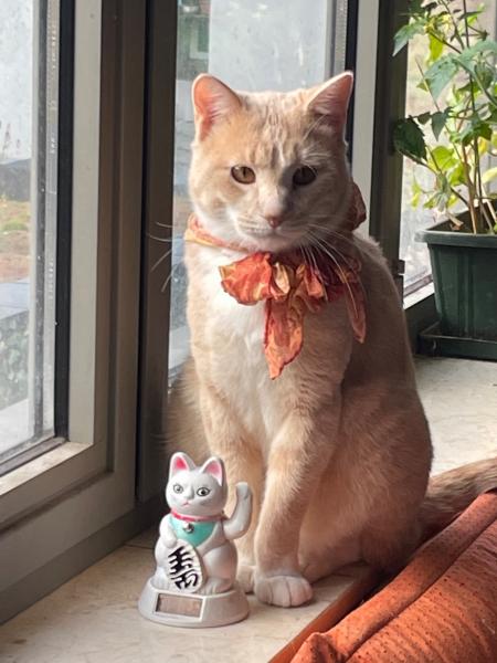 Simba