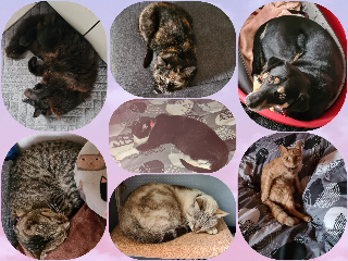iris