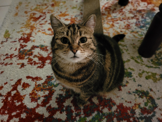 Wanda