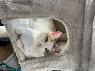 Nala