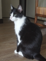 Ramses