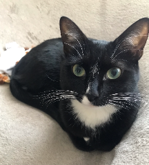 Paprika