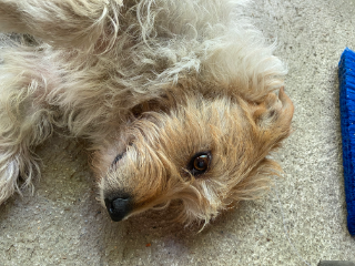 Zoe