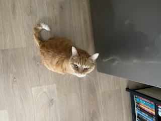 SIMBA
