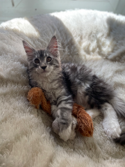 Rajah