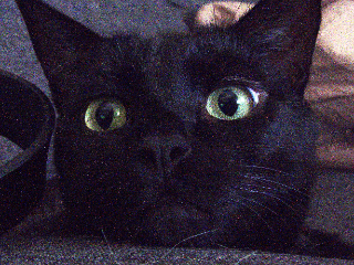 Donut