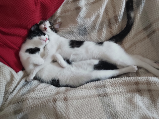 Birba