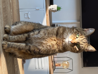 Noisette