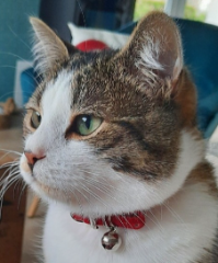 Marcel