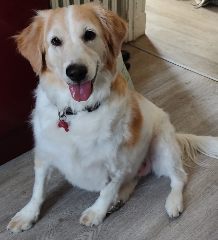 Pepita