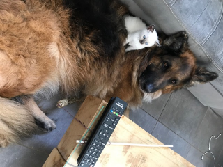 TAPOUF
