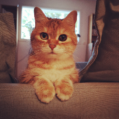 Olympe