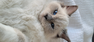 Sultan