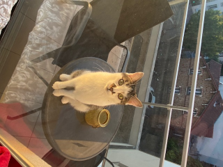 Simba