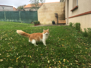 Augustin