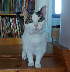 Leika