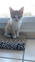 Titi
