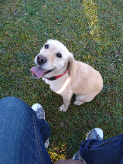 CHIPIE