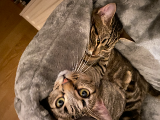 Simone