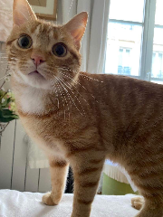 Roméo