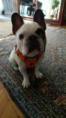Milou