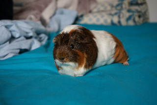 Chiro
