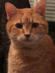 Milo