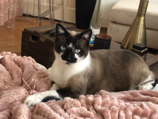 Berlioz