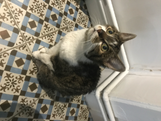 Coco