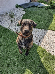 Ringo