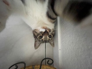 Sam